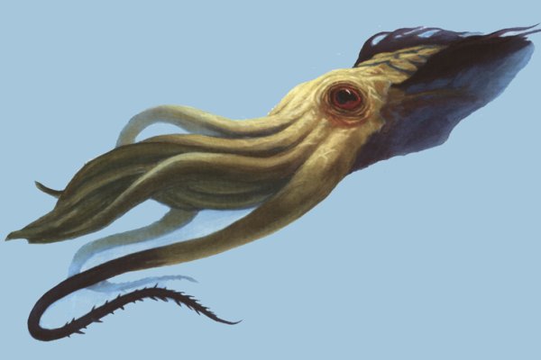 Kraken как найти ссылку